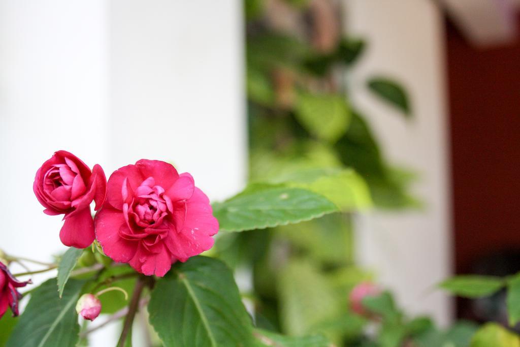 Elegant Home Stay Ella Exterior photo